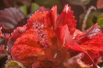 Acalypha wilkesiana